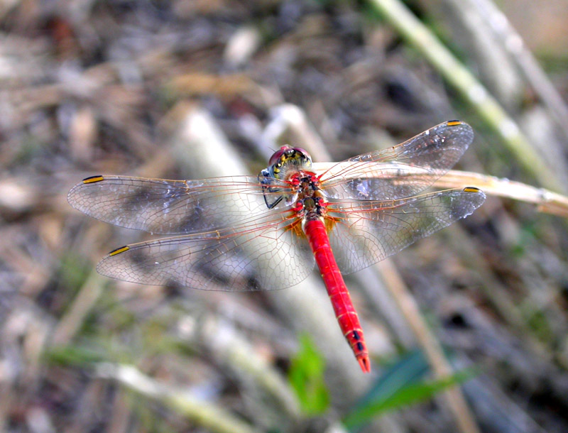 Identificazione: -Sympetrum fonscolombii